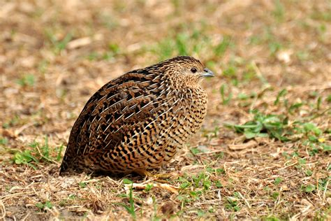 The Quail